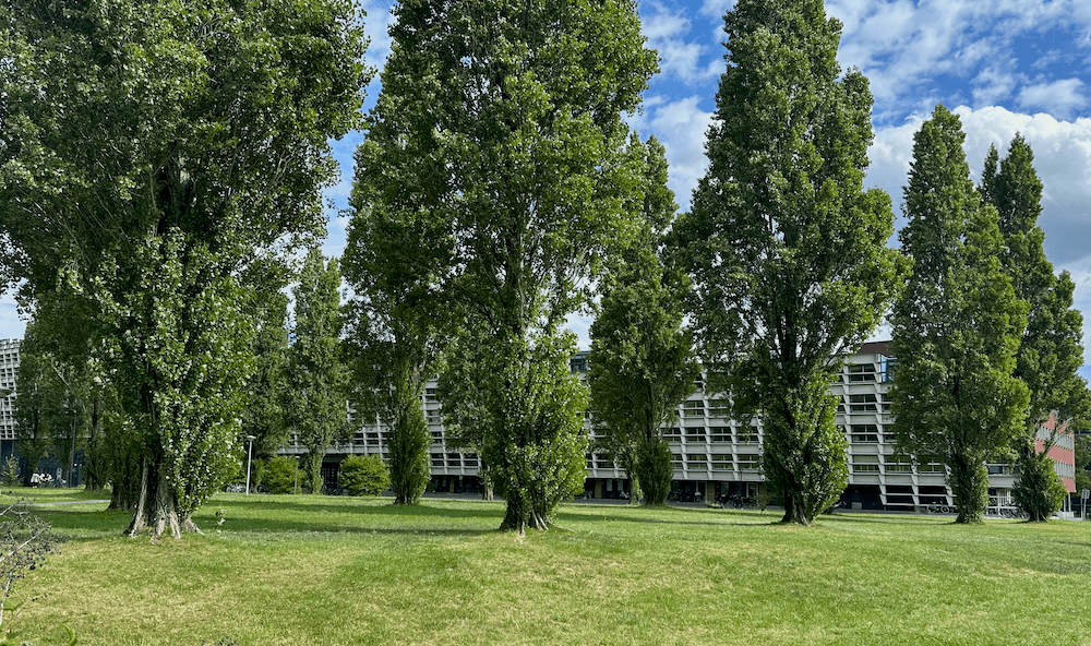 Italiaanse populieren in het Rietlandpark